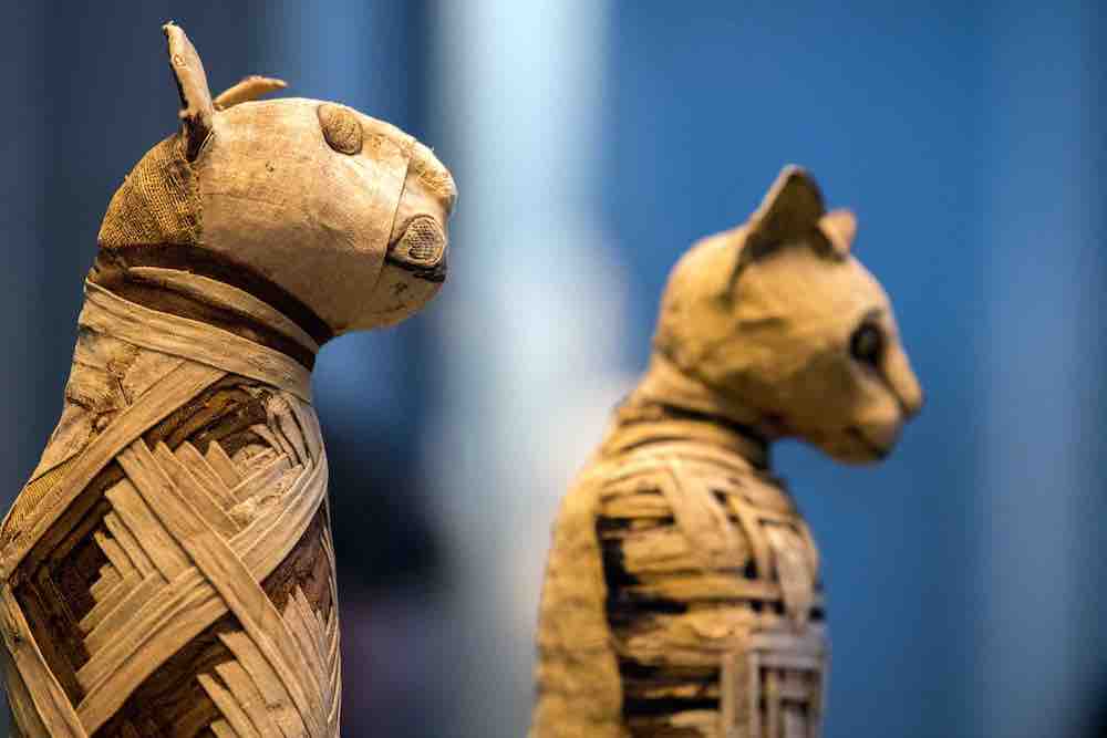 Did Ancient Egyptians Really Mummify Their Pets?